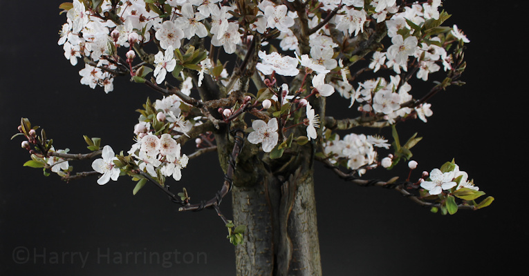 Black Cherry Plum Bonsai 